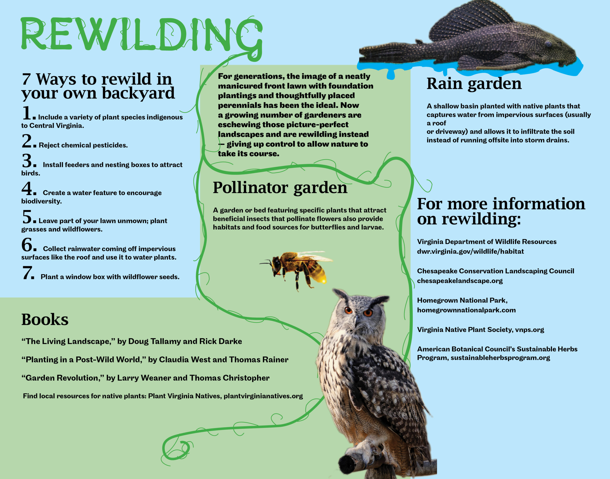 Rewilding Infographic